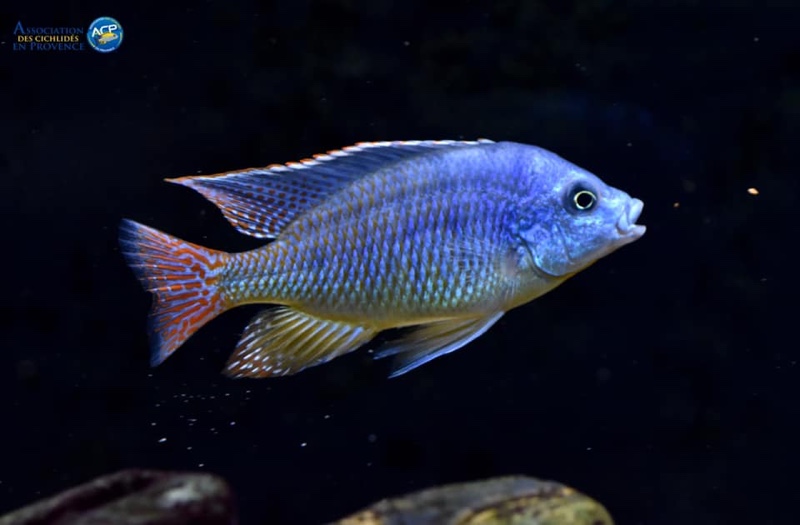 Protomelas virgatus 'Namalenje Island'